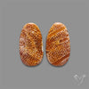 Fossil Coral Pair