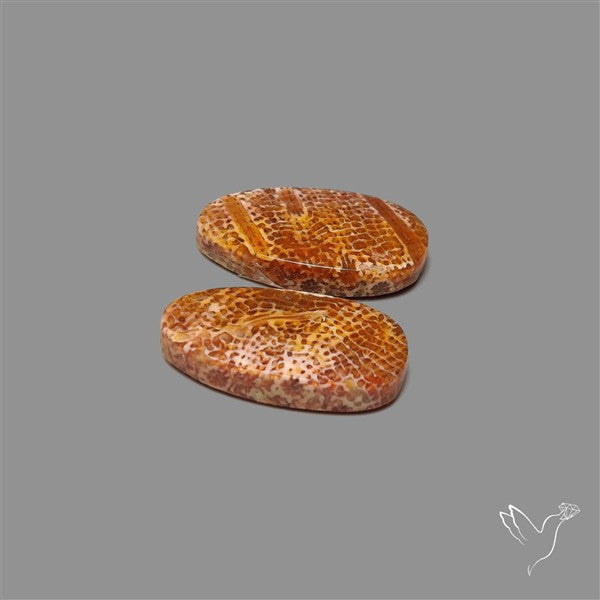 Fossil Coral Pair