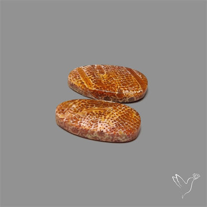 Fossil Coral Pair