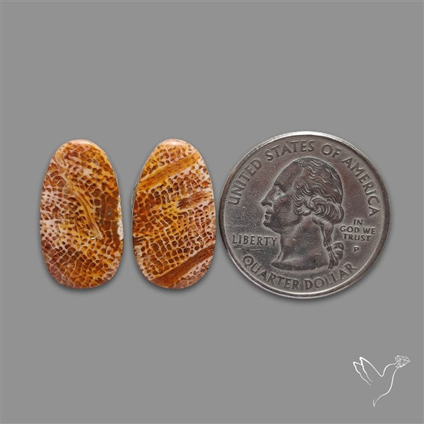 Fossil Coral Pair
