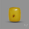 Butterscotch Baltic Amber Cabochon