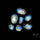 Rose Cut Rainbow Moonstone Lot