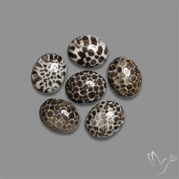 Stingray Black Fossil Coral Cabochons Lot