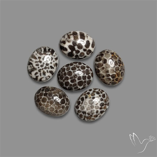 Stingray Black Fossil Coral Cabochons Lot