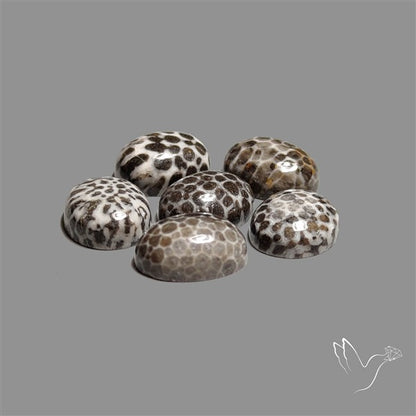 Stingray Black Fossil Coral Cabochons Lot
