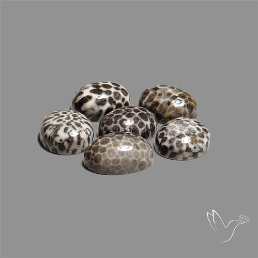 Stingray Black Fossil Coral Cabochons Lot