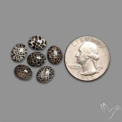 Stingray Black Fossil Coral Cabochons Lot