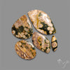Orbicular Ocean Jasper Cabochons Lot