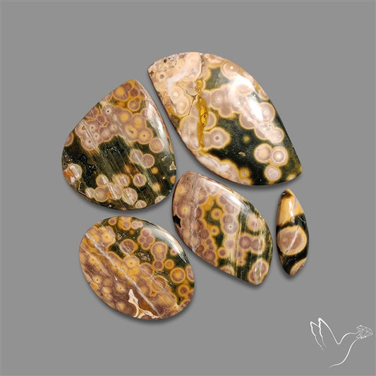Orbicular Ocean Jasper Cabochons Lot