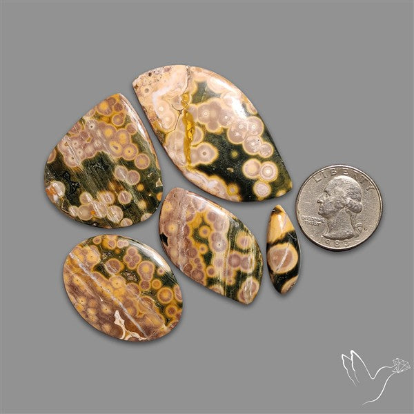 Orbicular Ocean Jasper Cabochons Lot