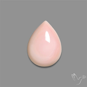 Caribbean Rare Pink Conch Shell Cabochon