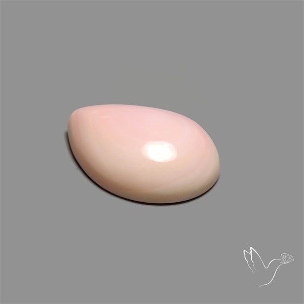 Caribbean Rare Pink Conch Shell Cabochon