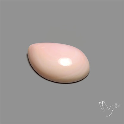 Caribbean Rare Pink Conch Shell Cabochon