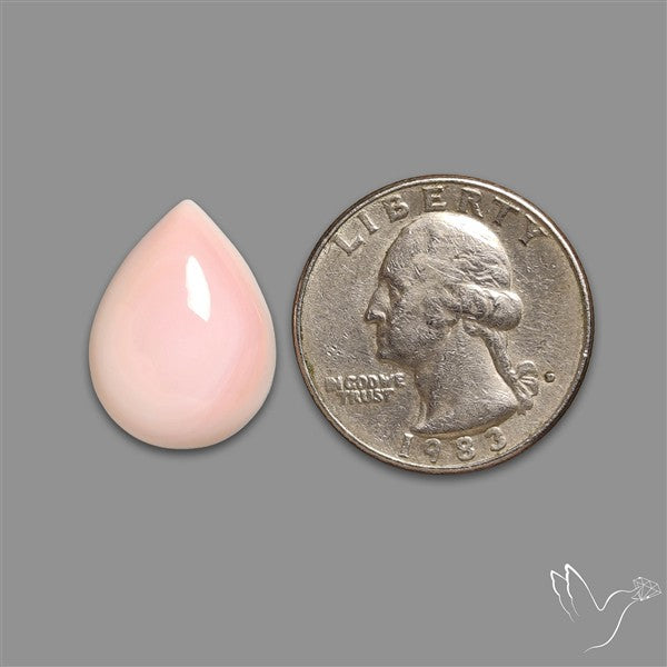 Caribbean Rare Pink Conch Shell Cabochon