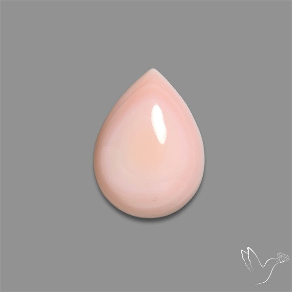 Caribbean Rare Pink Conch Shell Cabochon