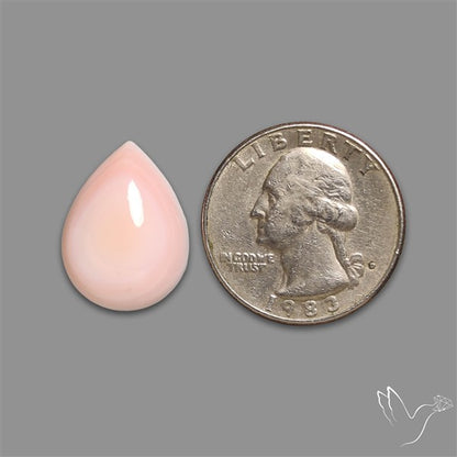 Caribbean Rare Pink Conch Shell Cabochon
