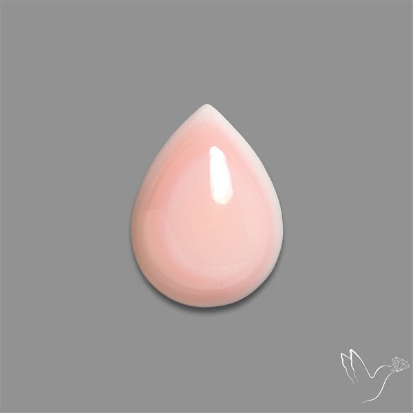 Caribbean Rare Pink Conch Shell Cabochon