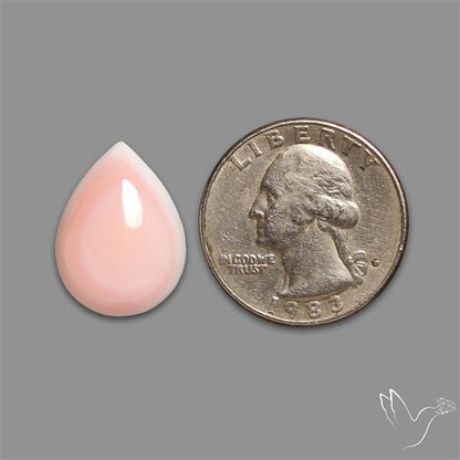 Caribbean Rare Pink Conch Shell Cabochon