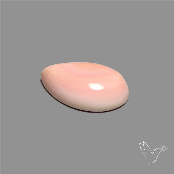 Caribbean Rare Pink Conch Shell Cabochon