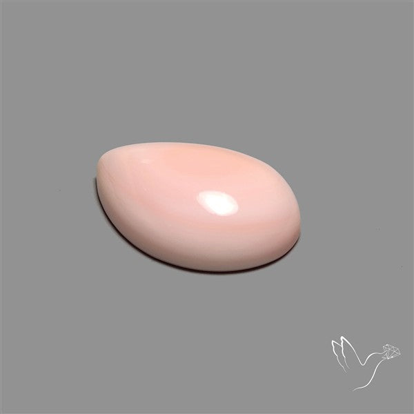 Caribbean Rare Pink Conch Shell Cabochon