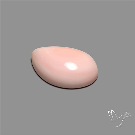 Caribbean Rare Pink Conch Shell Cabochon