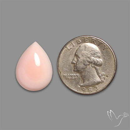 Caribbean Rare Pink Conch Shell Cabochon