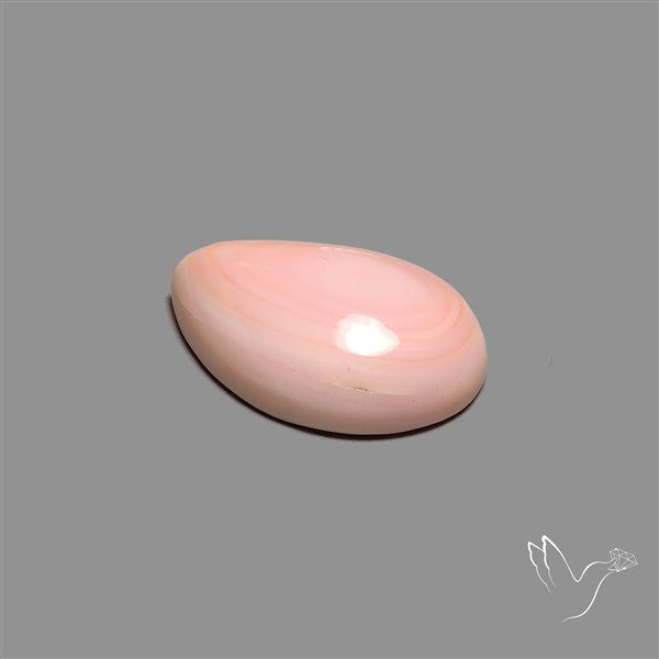Caribbean Rare Pink Conch Shell Cabochon