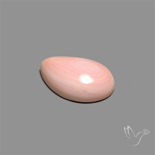 Caribbean Rare Pink Conch Shell Cabochon