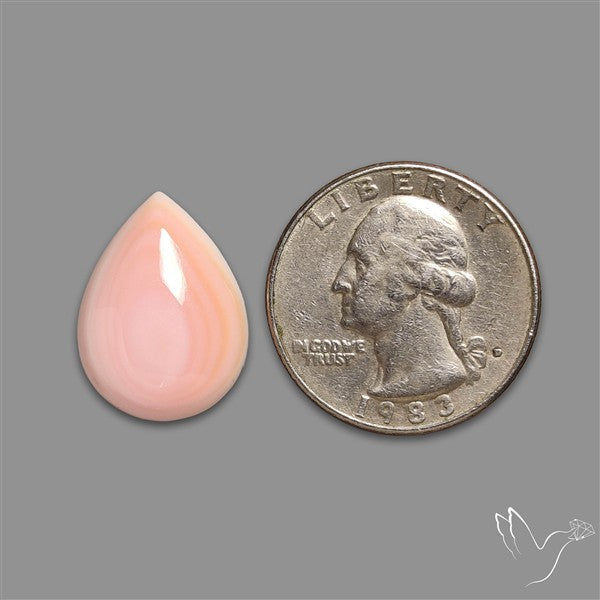 Caribbean Rare Pink Conch Shell Cabochon