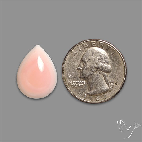 Caribbean Rare Pink Conch Shell Cabochon