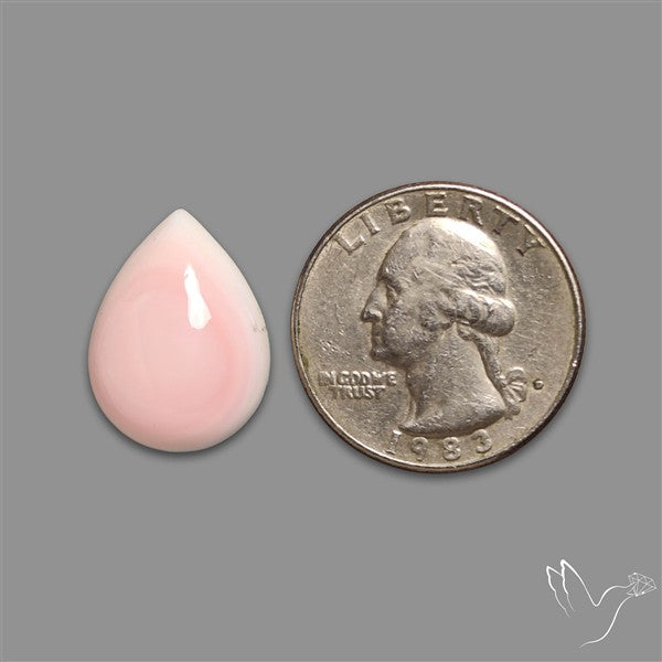Caribbean Rare Pink Conch Shell Cabochon