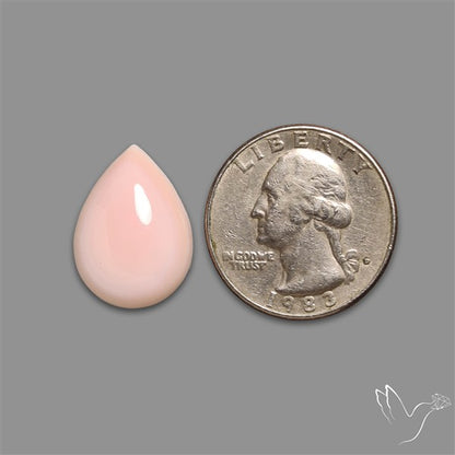 Caribbean Rare Pink Conch Shell Cabochon