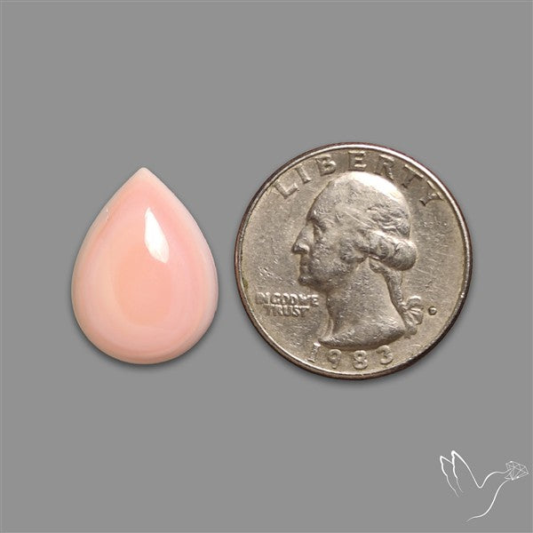 Caribbean Rare Pink Conch Shell Cabochon