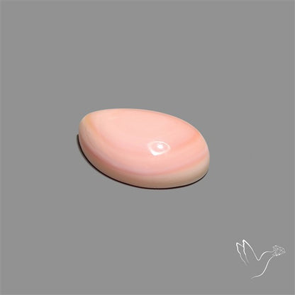 Pink Conch Shell Cabochon