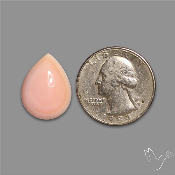 Pink Conch Shell Cabochon