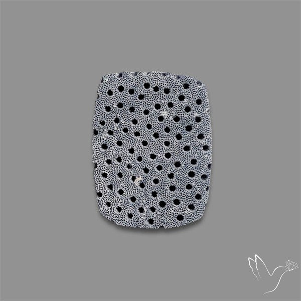 Raw Face Blue Sponge Coral