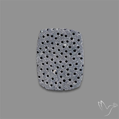 Raw Face Blue Sponge Coral