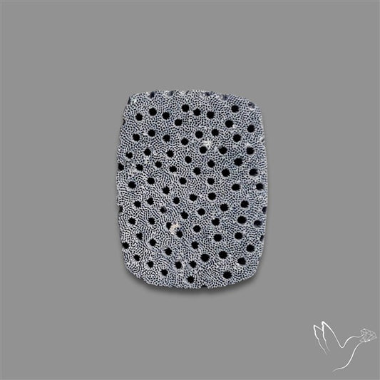 Raw Face Blue Sponge Coral