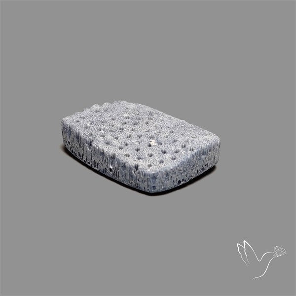 Raw Face Blue Sponge Coral