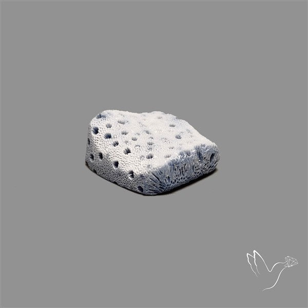 Raw Face Blue Sponge Coral