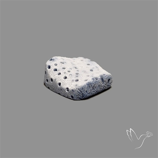 Raw Face Blue Sponge Coral
