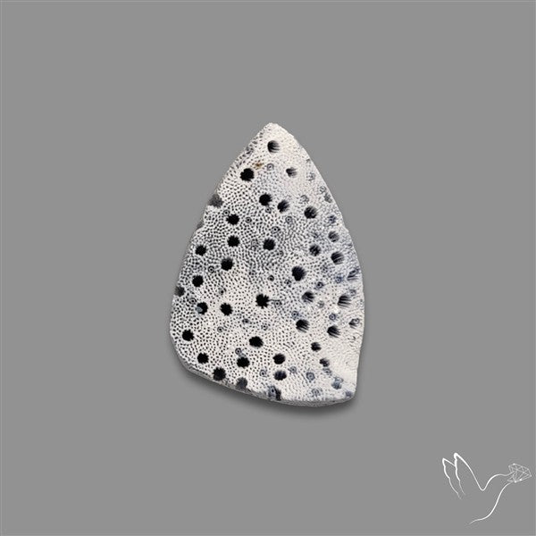 Raw Face Blue Sponge Coral