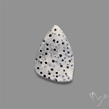 Raw Face Blue Sponge Coral