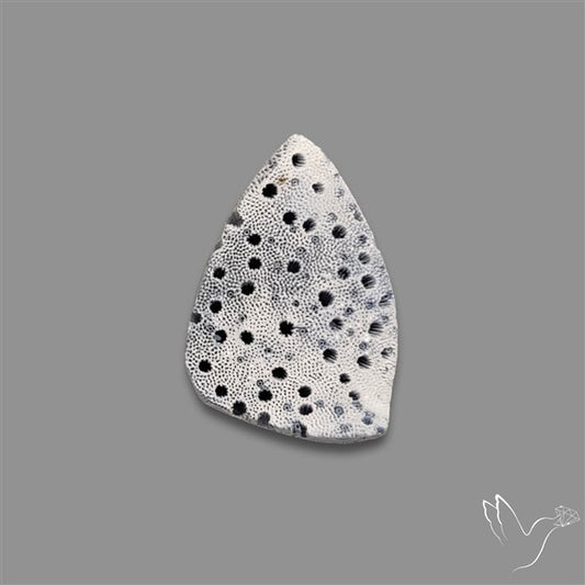 Raw Face Blue Sponge Coral