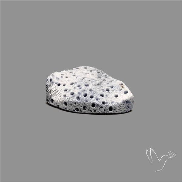 Raw Face Blue Sponge Coral
