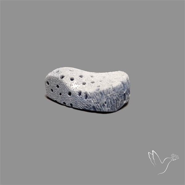 Raw Face Blue Sponge Coral