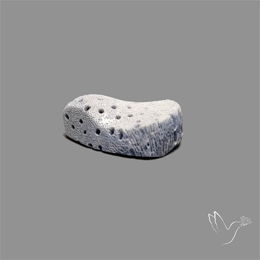 Raw Face Blue Sponge Coral