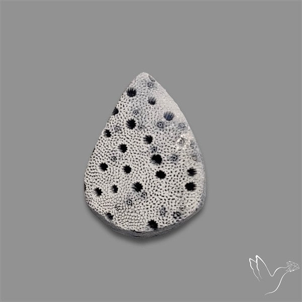 Raw Face Blue Sponge Coral