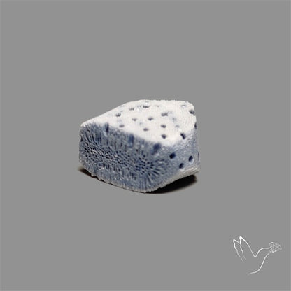 Raw Face Blue Sponge Coral