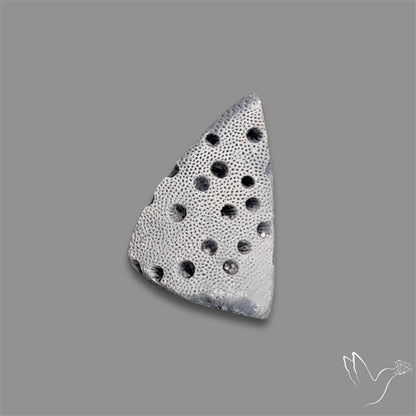 Raw Face Blue Sponge Coral